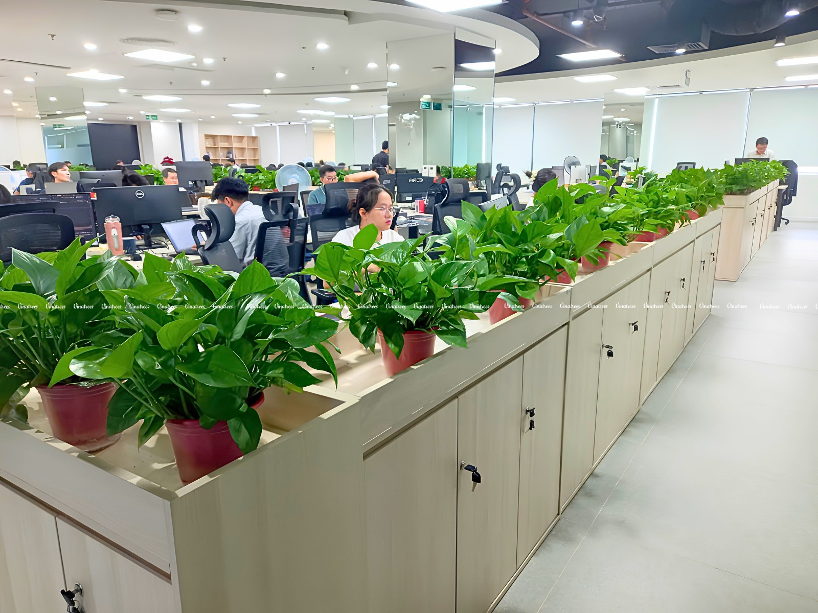 Dịch vụ chăm sóc cây xanh văn phòng Bí quyết giữ cây luôn đẹp